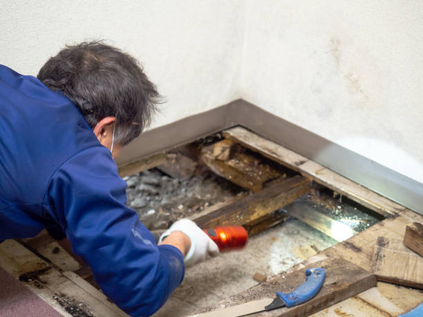 Best Professional Mold Removal  in Maili, HI