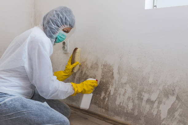 Best Residential Mold Removal  in Maili, HI
