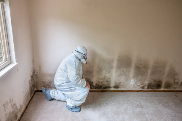 Best Attic Mold Removal  in Maili, HI