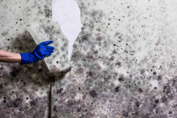 Best Commercial Mold Removal  in Maili, HI