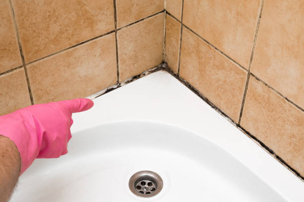 Professional Mold Removal in Maili, HI