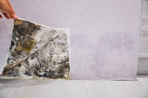 Best Mold Removal Specialists  in Maili, HI